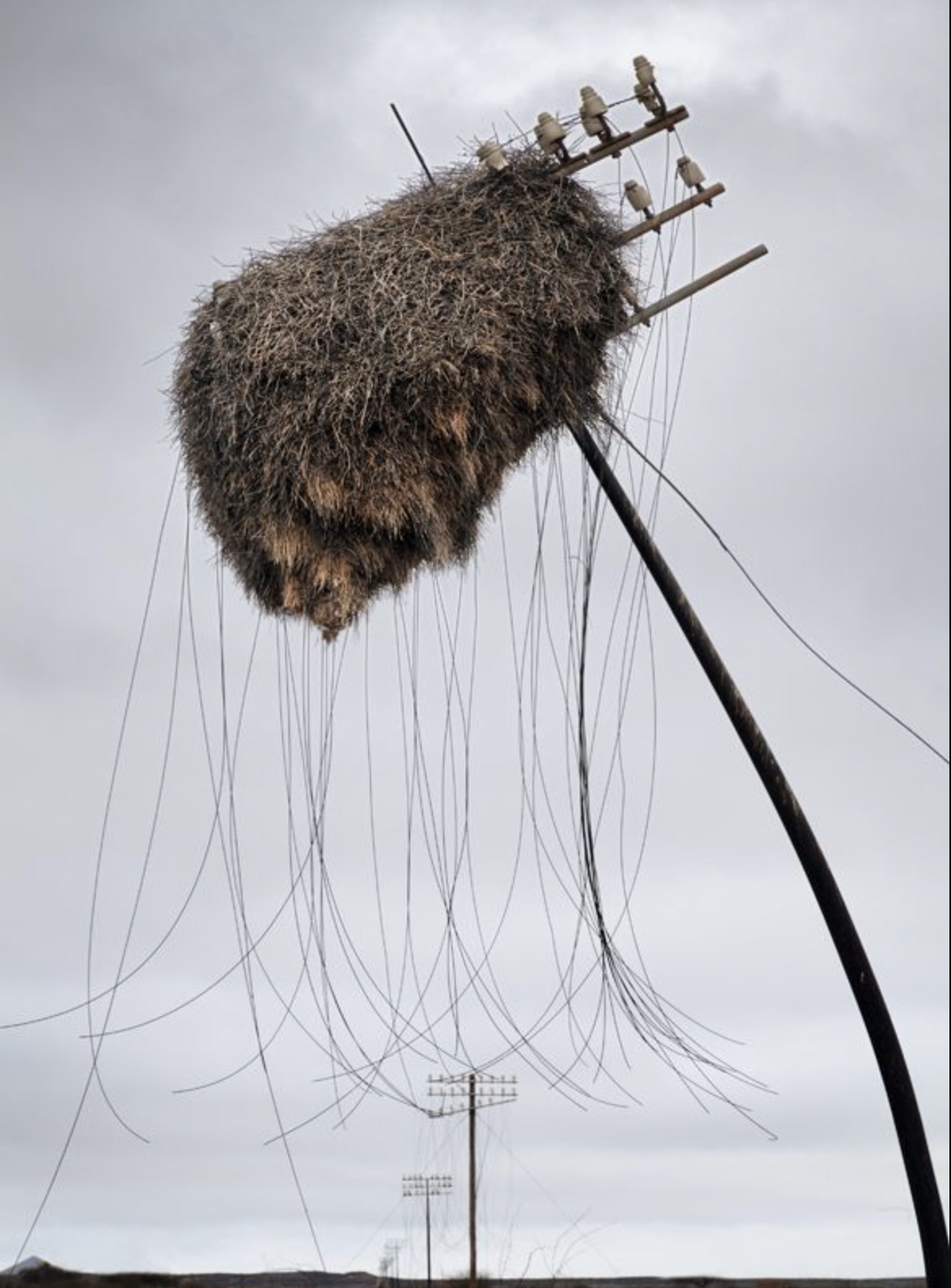 social weaver bird nest